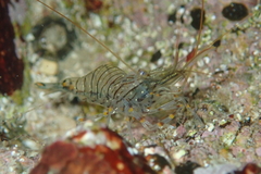 Palaemon pacificus