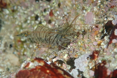 Palaemon pacificus
