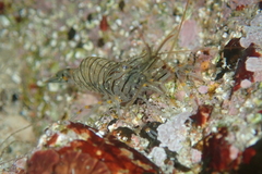 Palaemon pacificus
