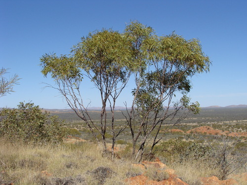 Eucalyptus normantonensis 2