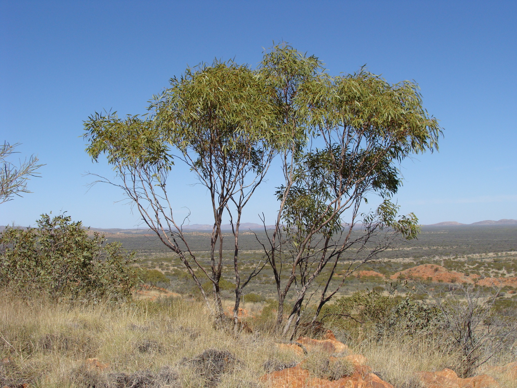 Eucalyptus normantonensis