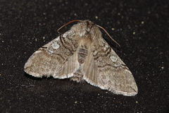 Achlya flavicornis