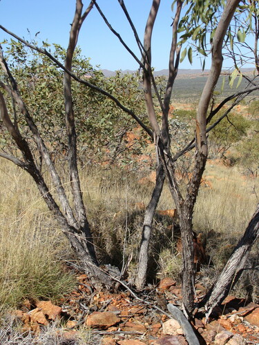 Eucalyptus normantonensis 3