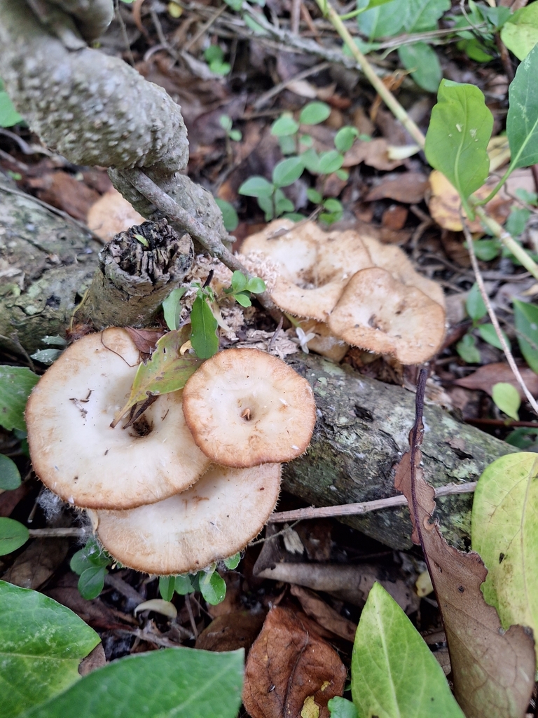 Lentinus flexipes · November 2023 · photo: © rocio_pose (iNaturalist, cc-by)