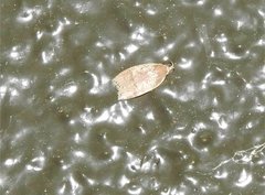 Scythropiodes