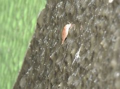 Scythropiodes