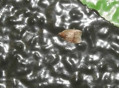 Scythropiodes