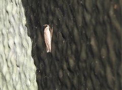 Scythropiodes