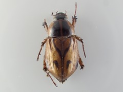 Cyclocephala multiplex