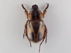 Cyclocephala multiplex