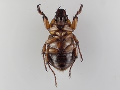 Cyclocephala multiplex