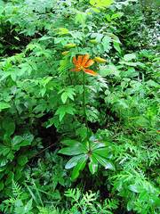 Lilium distichum