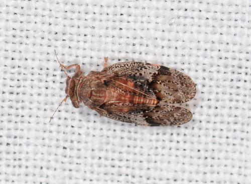 Dasypsylla brunnea, 2023-11-04