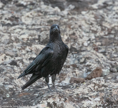 Corvus rhipidurus
