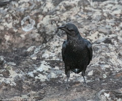 Corvus rhipidurus
