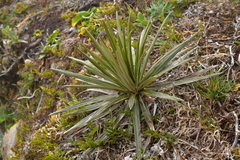 Celmisia armstrongii