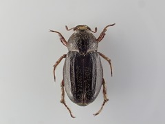 Faula centralis