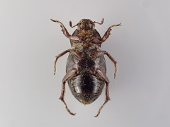 Faula centralis