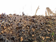 Pezicula corylina