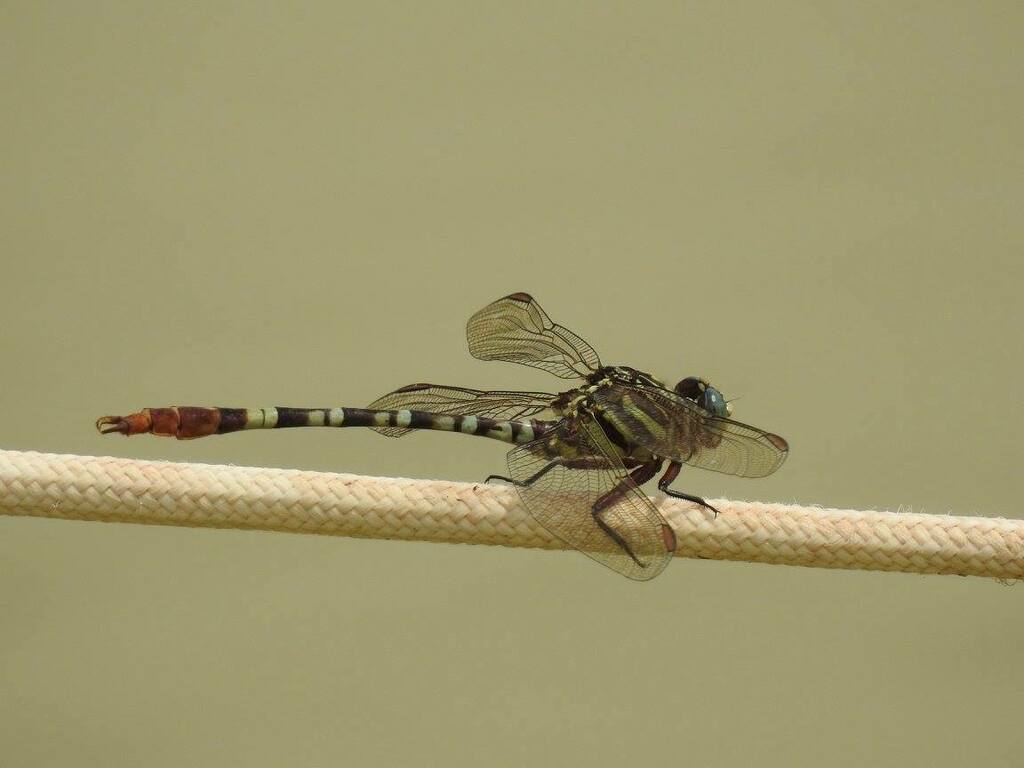 Ringed Forceptail