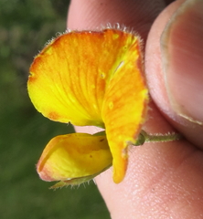 Argyrolobium pauciflorum