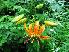 Lilium distichum