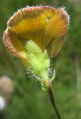 Argyrolobium pauciflorum