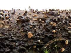 Cryptosporiopsis coryli