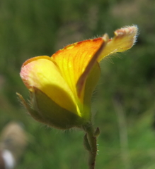 Argyrolobium pauciflorum