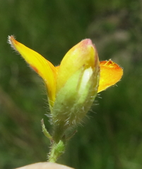 Argyrolobium pauciflorum