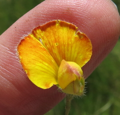 Argyrolobium pauciflorum