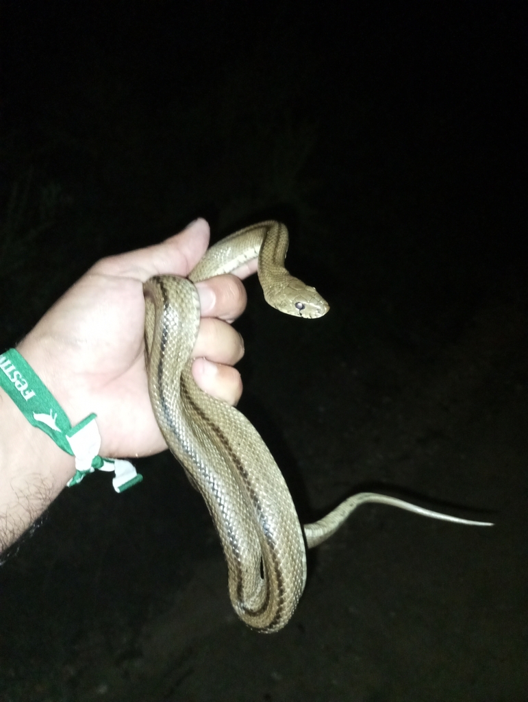 Ladder Snake from 2820 Charneca de Caparica, Portugal on November 10