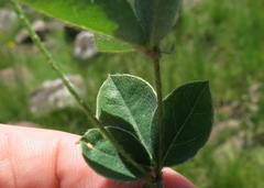 Argyrolobium pauciflorum