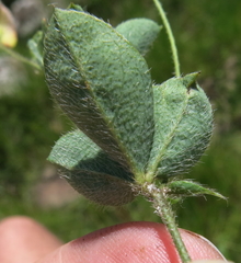 Argyrolobium pauciflorum