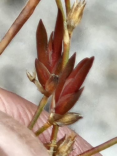Image of Juncus pelocarpus by no rights reserved