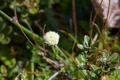 Leptinella pyrethrifolia