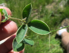 Argyrolobium pauciflorum