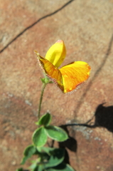 Argyrolobium pauciflorum