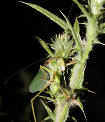 Terpandrus endota