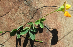 Argyrolobium pauciflorum