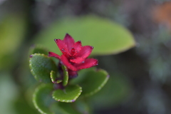 Gaultheria crassa