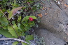 Gaultheria crassa