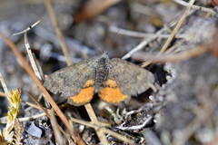 Paranotoreas brephosata