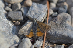 Paranotoreas brephosata