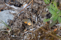 Paranotoreas brephosata