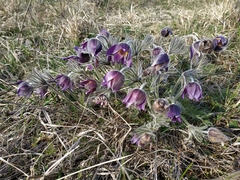 Pulsatilla montana