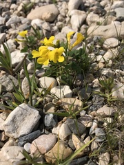 Medicago monantha