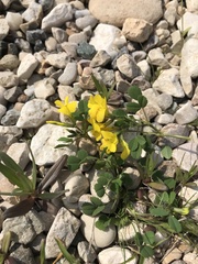 Medicago monantha