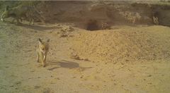 Vulpes vulpes arabica