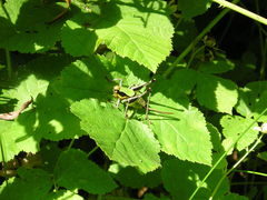 Eupholidoptera chabrieri